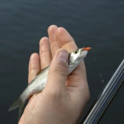 Cresta Spaghetti Worms -Sticky Baits-winkel 3953085Cresta Spaghetti Worms 4