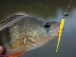 Crazy Fish Polaris - 10 Cm - 4d - Chart Swamp -Sticky Baits-winkel Crazy fish polaris baars 600x450 1