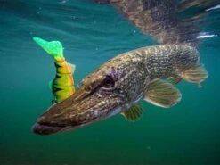 Fox Rage Pro Shad Jointed - 18 Cm - Super Natural Roach