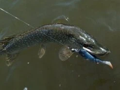 Savage Gear LB 4D Herring Shad - 16 Cm - Red Head