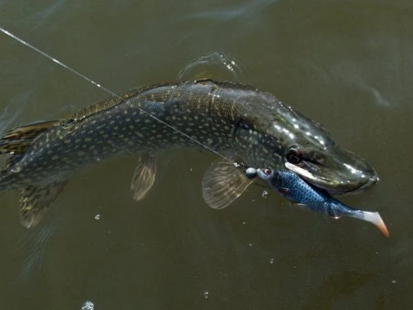 Savage Gear LB 4D Herring Shad - 16 Cm - Red Head 3 Savage Gear LB 4D Herring Shad - 16 Cm - Red Head