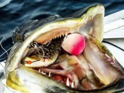 Savage Gear LB 4D Herring Shad - 16 Cm - Red Head 7 Savage Gear LB 4D Herring Shad - 16 Cm - Red Head -Sticky Baits-winkel Savage gear LB 4D herring shad snoekenbek 600x450 1