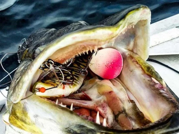 Savage Gear LB 4D Herring Shad - 16 Cm - Red Head 5 Savage Gear LB 4D Herring Shad - 16 Cm - Red Head - Afbeelding 3